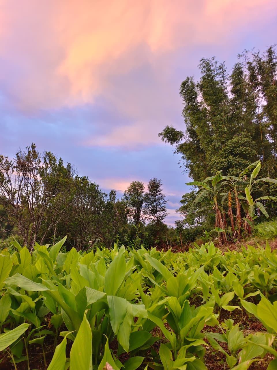 Turmeric rows under a monsoon sky — Meghalaya, India
