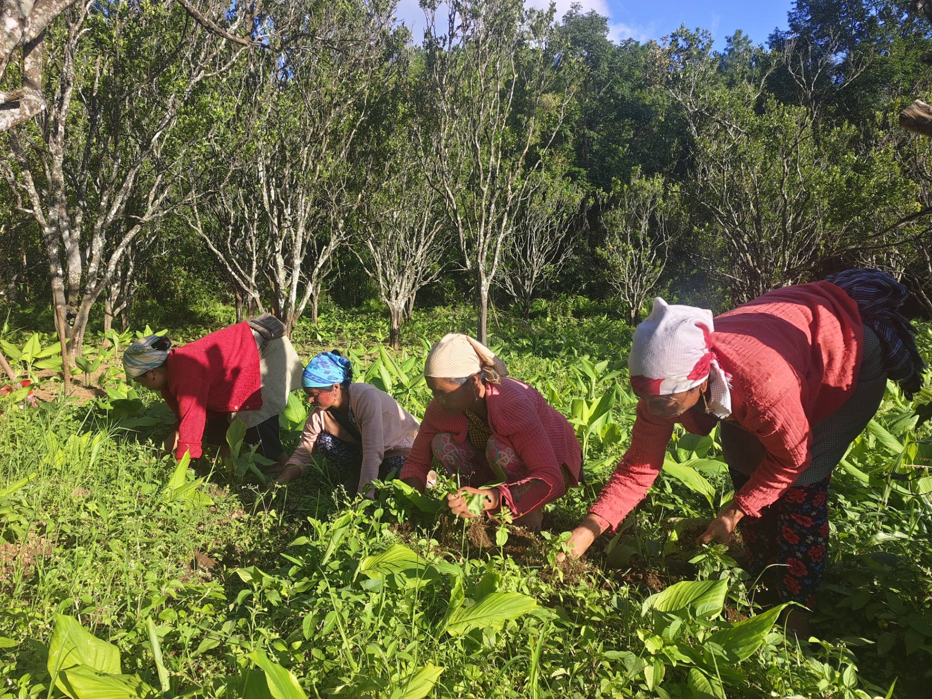 Indigenous women farmers harvesting turmeric in the Garo Hills of Meghalaya