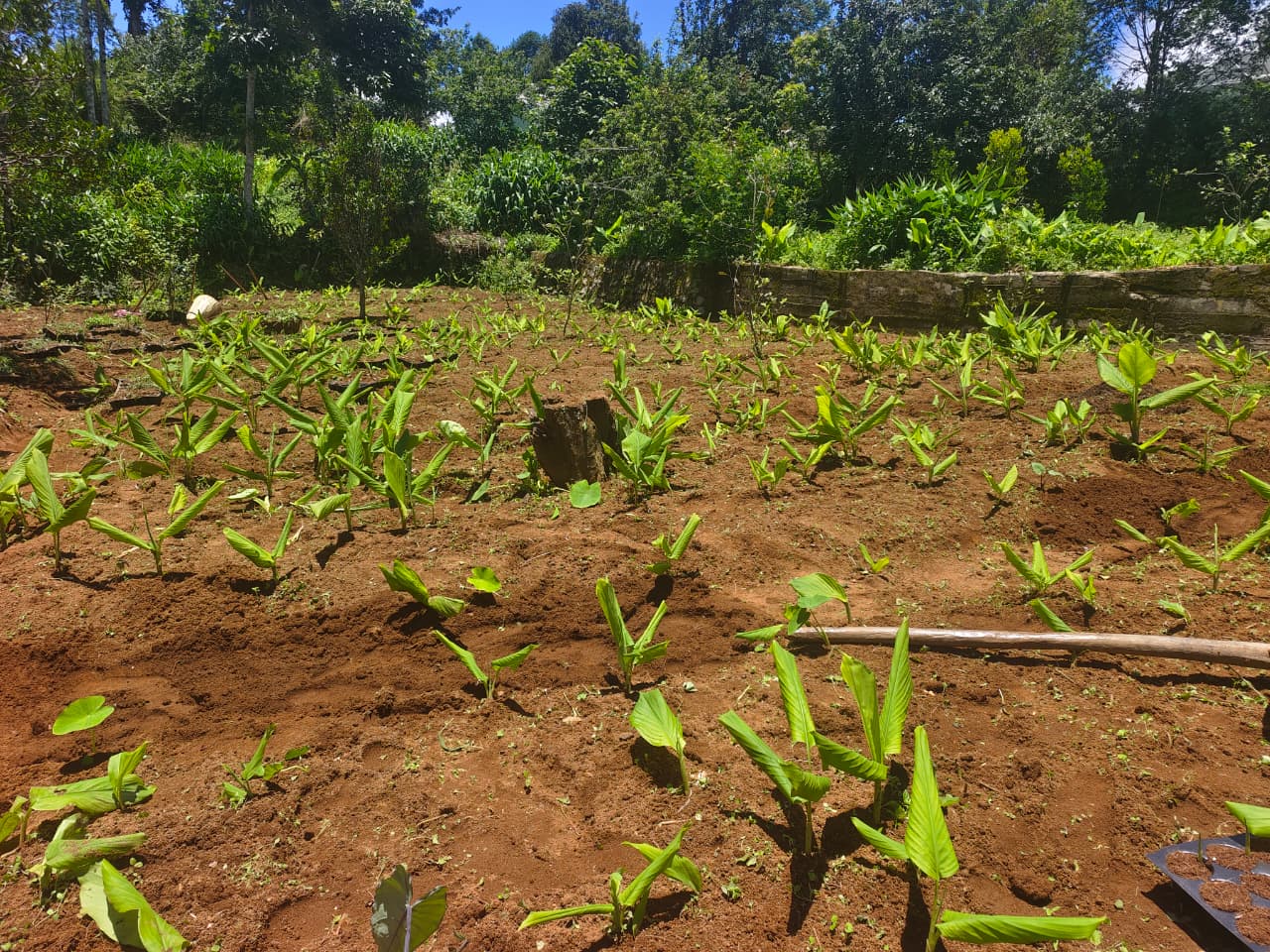 Young saplings in red earth — Meghalaya, India