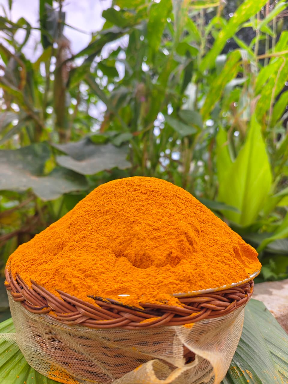Stone-ground Lakadong turmeric powder in a woven basket