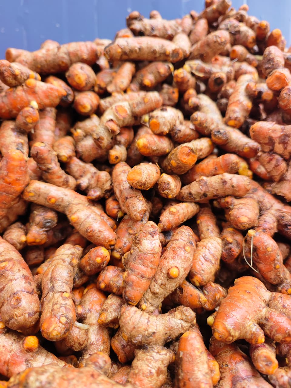 Freshly lifted Lakadong rhizomes — Meghalaya, India