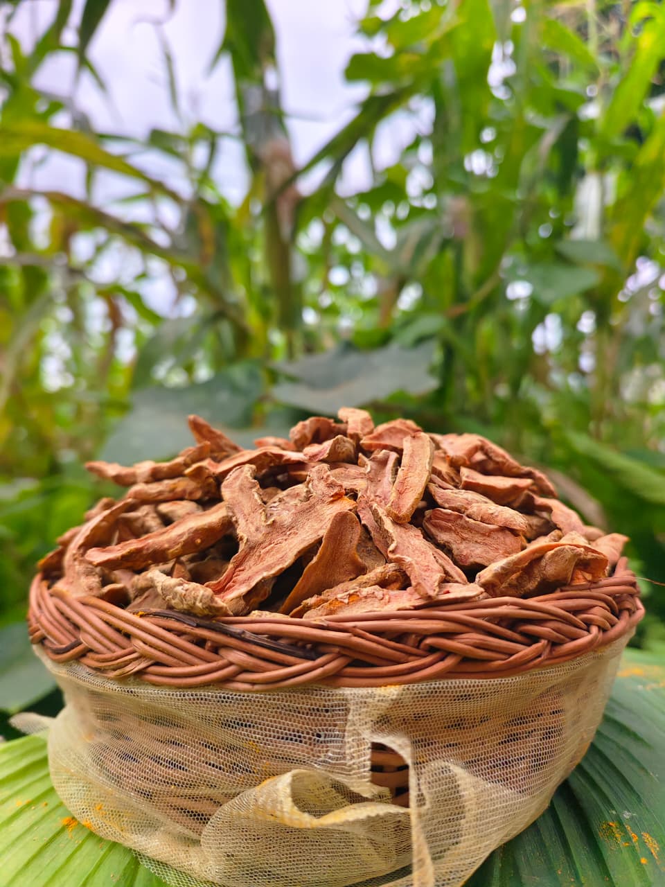 Freshly sliced Lakadong turmeric rhizomes sun-drying in the field